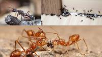 Ant Pest Control Services Sydney image 3